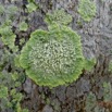 0002 Lichen Franceville 17RX104DSC_100888_DxOwtmk.jpg