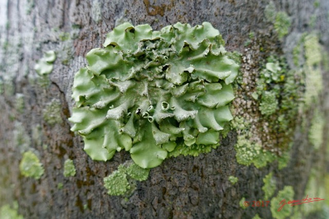 0003 Lichen Franceville 17RX104DSC_100889_DxOwtmk.jpg