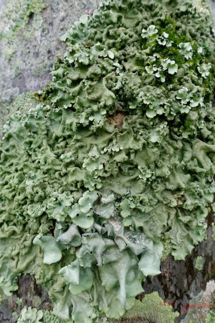 0004 Lichen Franceville 17RX104DSC_100890_DxOwtmk.jpg