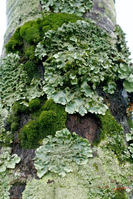 0005 Lichen Franceville 17RX104DSC_100891_DxOwtmk.jpg