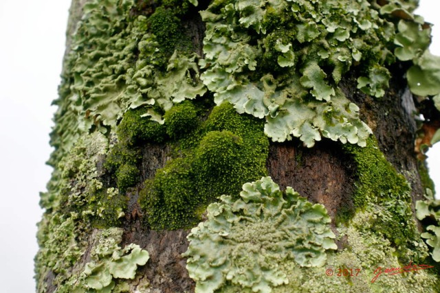 0006 Lichen Franceville 17RX104DSC_100892_DxOwtmk.jpg