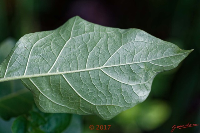 0019 Franceville Plante Magnoliopsida Solanales Solanaceae Solanum torvum Feuille 17E5K3IMG_124991_DxOwtmk.jpg