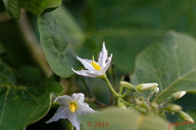0022 Franceville Plante Magnoliopsida Solanales Solanaceae Solanum torvum Fleur 17E5K3IMG_124995_DxOwtmk.jpg