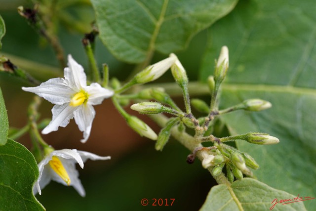 0023 Franceville Plante Magnoliopsida Solanales Solanaceae Solanum torvum Fleur 17E5K3IMG_124996_DxOwtmk.jpg