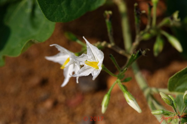 0024 Franceville Plante Magnoliopsida Solanales Solanaceae Solanum torvum Fleur 17E5K3IMG_125011_DxOwtmk.jpg