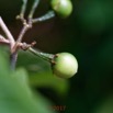 0026 Franceville Plante Magnoliopsida Solanales Solanaceae Solanum torvum Fruit 17E5K3IMG_125028_DxOwtmk.jpg