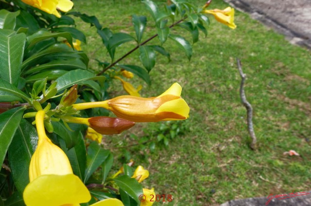 0036 Arbuste 006 Magnoliopsida Gentianales Apocynaceae Allamanda cathartica Franceville 18RX104DSC_1803251004206_DxOwtmk.jpg