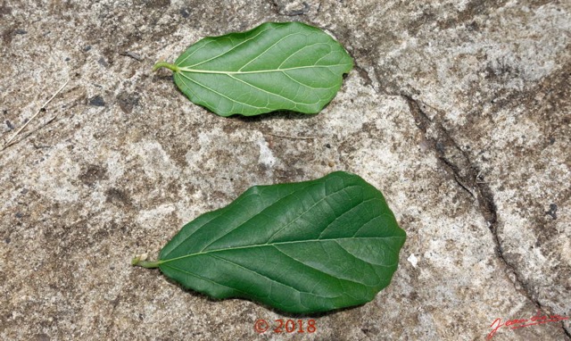 0042 Plante 007 Magnoliopsida Myrtales Combretaceae Combretum indicum Franceville 18RX104DSC_1803251004190_DxOwtmk.jpg