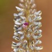 0050 Plante 009 Magnoliopsida Fabales Fabaceae Uraria picta Franceville 18E50IMG_180512133160_DxOwtmk 150k.jpg