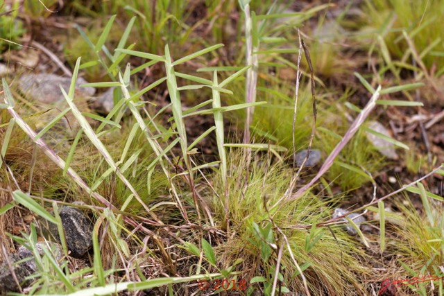 0052 Plante 010 Poales Poaceae Schizachyrium platyphyllum Franceville 18E50IMG_180512133163_DxOwtmk 150k.jpg