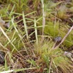 0052 Plante 010 Poales Poaceae Schizachyrium platyphyllum Franceville 18E50IMG_180512133163_DxOwtmk 150k.jpg