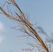 0080 Plante 015 Liliopsida Poales Poaceae Hyparrhenia sp Franceville 18E50IMG_180527133320_DxOwtmk 150k.jpg