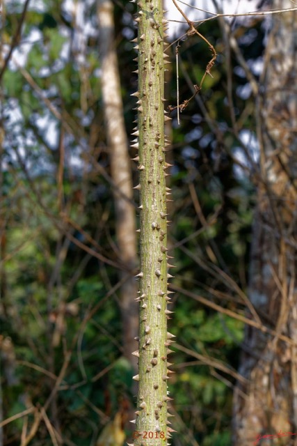 0081 Arbre 034 avec Epines Franceville 18E50IMG_180527133229_DxOwtmk 150k.jpg