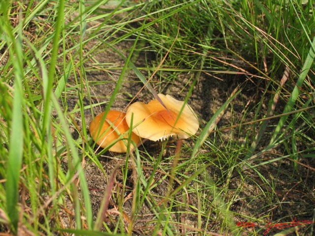 0001 Champignon IMG_1964WTMK.JPG