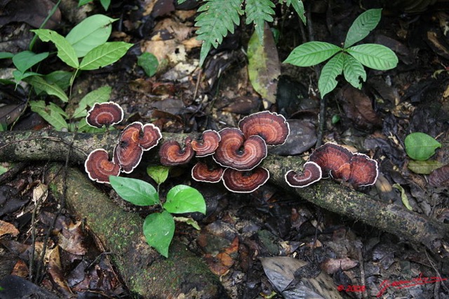 0013 MIKONGO Champignons 8EIMG_19456WTMK.JPG