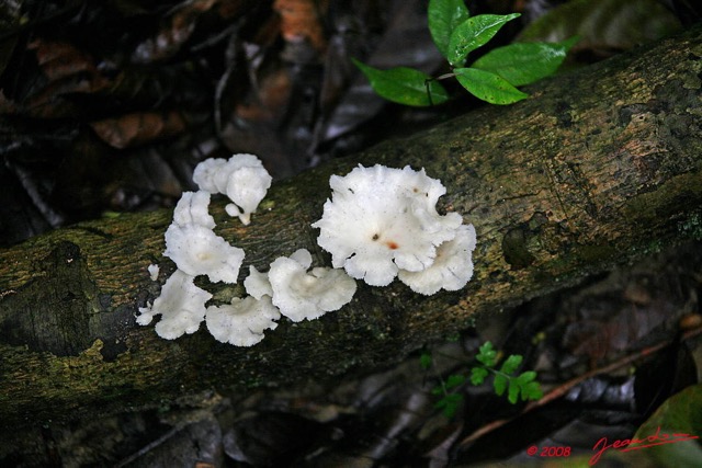 0015 MIKONGO Champignons 8EIMG_19680WTMK.JPG