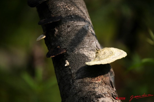 0018 DJOUMOU Champignon 8EIMG_21043WTMK.JPG