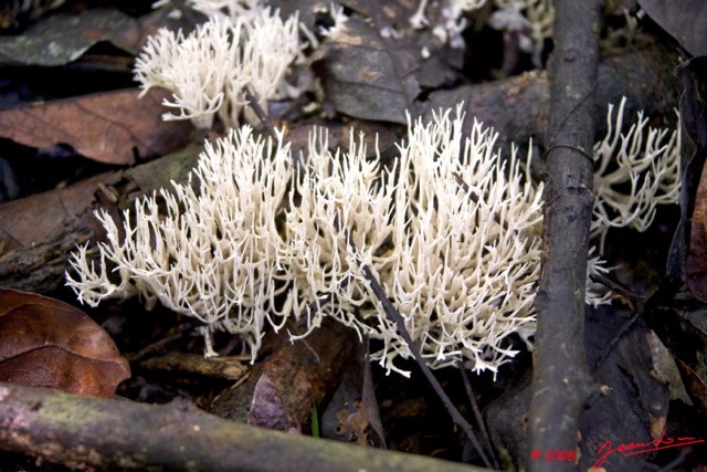 0029 LEKABI Foret avec Champignons 8EIMG_26818wtmk.jpg