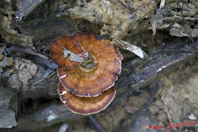 0043 LANGOUE 2 Champignon 10E5K2IMG_61661wtmk.jpg