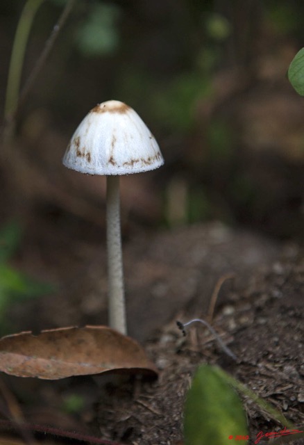 0048 LANGOUE 2 Champignons 10E5K2IMG_61887wtmk.jpg