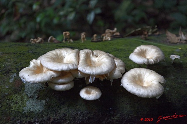 0049 LANGOUE 2 Champignons 10E5K2IMG_61890wtmk.jpg