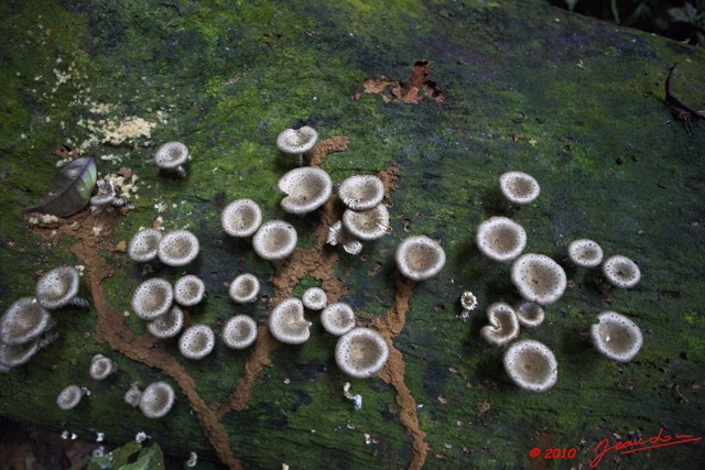 0050 LANGOUE 2 Champignons 10E5K2IMG_61899wtmk.jpg