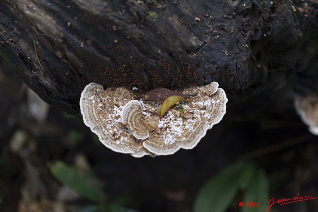 0072 PONGARA Foret Champignons 11E5K2IMG_68277wtmk.jpg