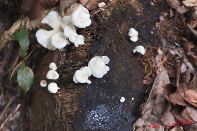 0073 PONGARA Foret Champignons 11E5K2IMG_68286wtmk.jpg