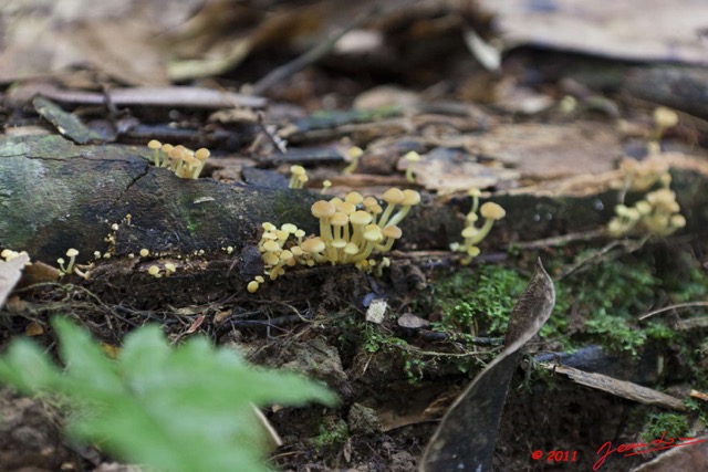 0076 LEKEDI 6 Cascade Champignons 11E5K2IMG_69143wtmk.jpg