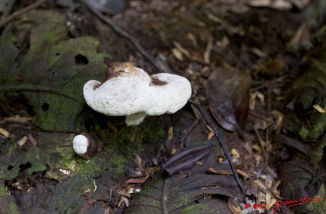 0077 Grotte de ZADIE Foret Champignon 11E5K2IMG_70103wtmk.jpg