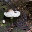 0077 Grotte de ZADIE Foret Champignon 11E5K2IMG_70103wtmk.jpg