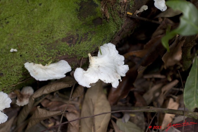 0079 Grotte de ZADIE Foret Champignon Blanc 11E5K2IMG_69853wtmk.jpg