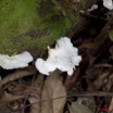 0079 Grotte de ZADIE Foret Champignon Blanc 11E5K2IMG_69853wtmk.jpg