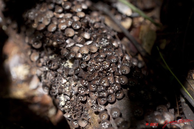 0081 Grotte de ZADIE Foret Champignons 11E5K2IMG_70085wtmk.jpg