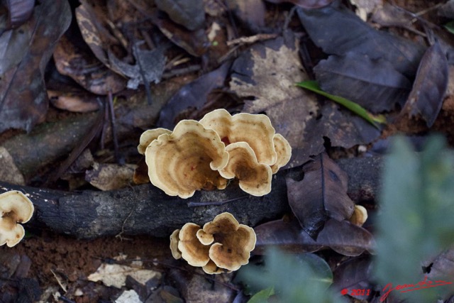 0085 Grotte du FAUCON Foret Champignon 11E5K2IMG_70277wtmk.jpg