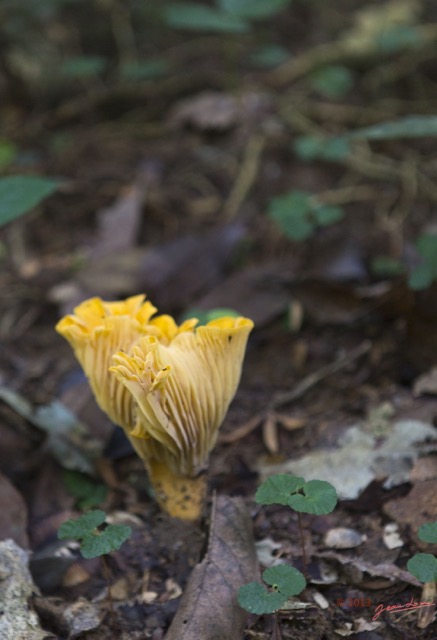 0092 MINKEBE Inselberg Foret Champignon Jaune 13E5K3IMG_92597wtmk.jpg