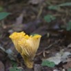 0092 MINKEBE Inselberg Foret Champignon Jaune 13E5K3IMG_92597wtmk.jpg