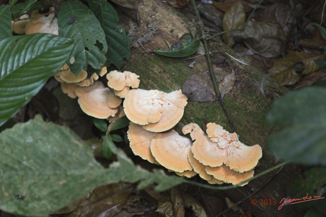 0097 AMBINDA la Foret Champignons 13E5K3IMG_94042wtmk.jpg