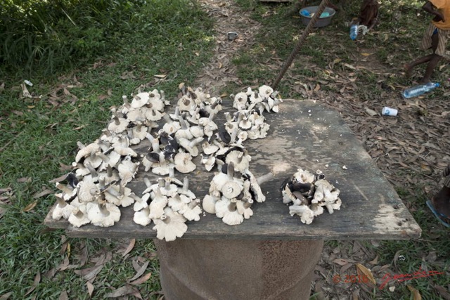 0104 Franceville Village Vente Champignons 16RX103DSC_1002421wtmk.jpg