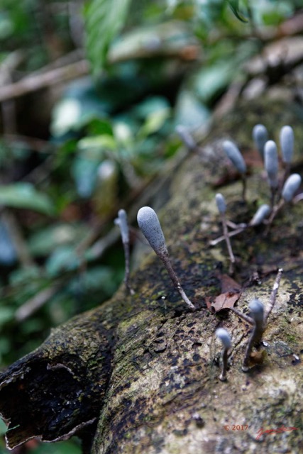 0108 LOANGO 3 Inyoungou Sounga Marche en Foret Champignons 16E5K3IMG_122248_DxOwtmk.jpg