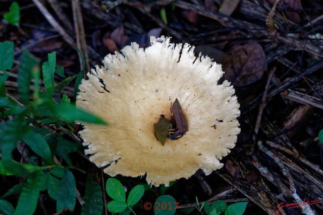 0125 DJOUMOU 5 Foret Champignon 17E5K3IMG_124670_DxOwtmk.jpg