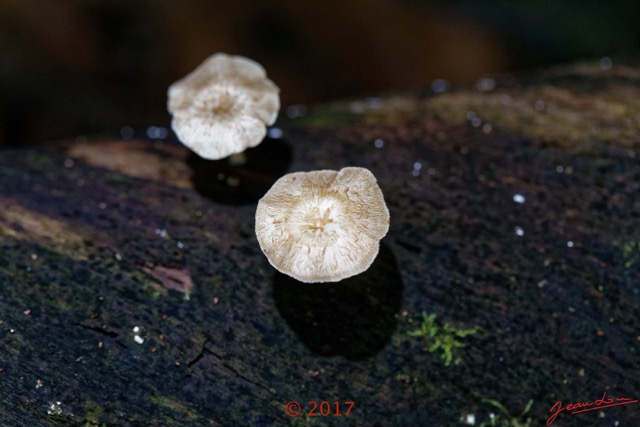 0126 DJOUMOU 5 Foret Champignons 17E5K3IMG_124654_DxOwtmk.jpg