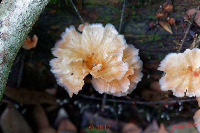 0127 DJOUMOU 5 Foret Champignons 17E5K3IMG_124669_DxOwtmk.jpg