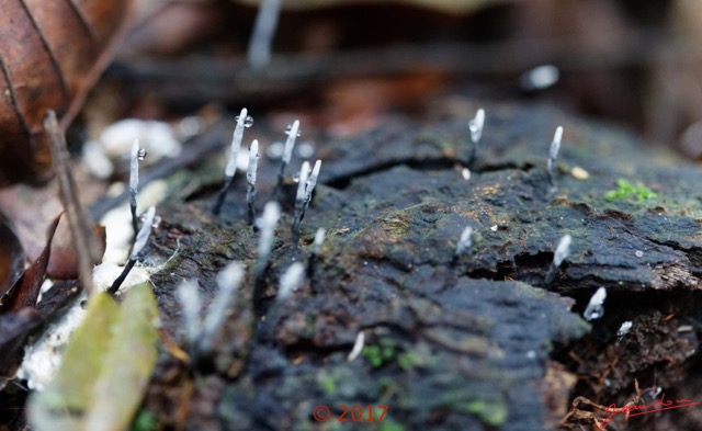 0128 DJOUMOU 5 Foret Champignons 17E5K3IMG_124683_DxOwtmk.jpg