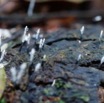 0128 DJOUMOU 5 Foret Champignons 17E5K3IMG_124683_DxOwtmk.jpg