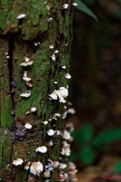 0134 DJOUMOU 6 Foret Tronc et Champignons 17E5K3IMG_124816_DxOwtmk.jpg