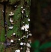 0134 DJOUMOU 6 Foret Tronc et Champignons 17E5K3IMG_124816_DxOwtmk.jpg