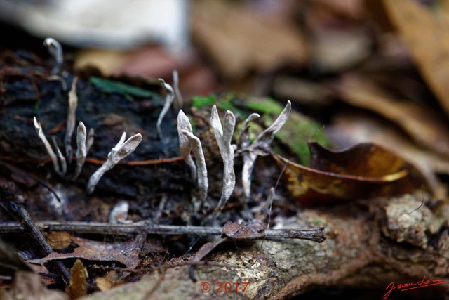 0135 DJOUMOU 6 Foret Tronc et Champignons 17E5K3IMG_124851_DxOwtmk.jpg