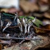 0135 DJOUMOU 6 Foret Tronc et Champignons 17E5K3IMG_124851_DxOwtmk.jpg