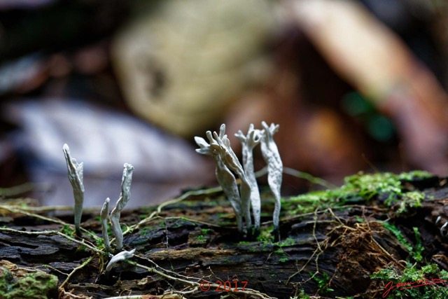 0136 DJOUMOU 6 Foret Tronc et Champignons 17E5K3IMG_124868_DxOwtmk.jpg